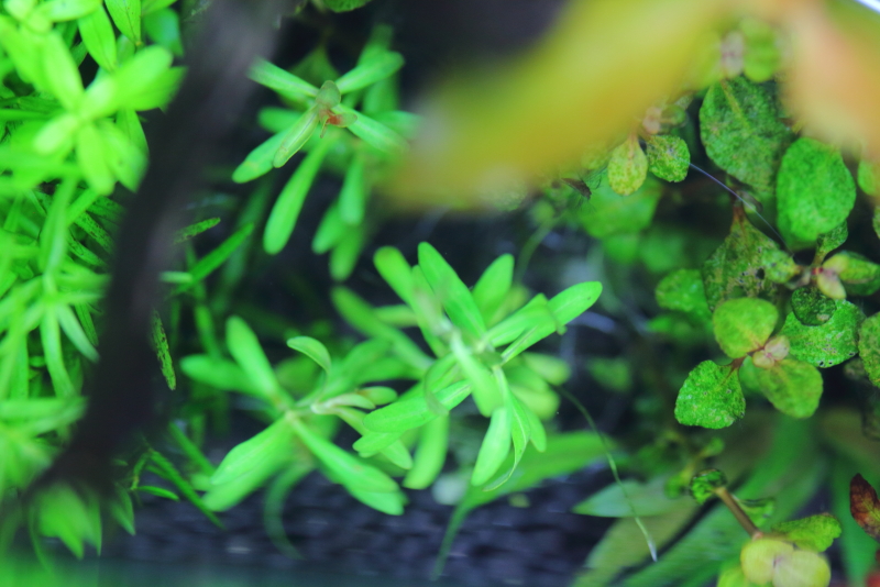 植栽から2日目（真上からの写真）　アラグアイア　レッドクロスプランツ